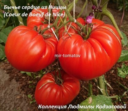 бычье сердце из Ницы